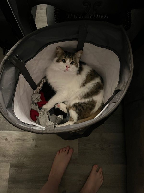 Lost Cat in S tryon — listing photo