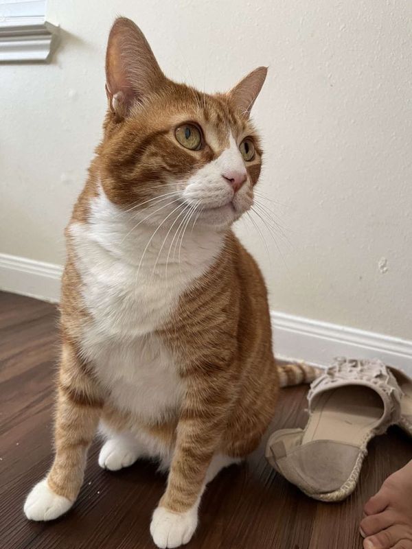 Lost Cat in Katy — listing photo