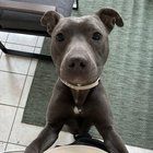 Found Dog in Memphis, Tennessee — Brittany S Pierce needs home asap!
