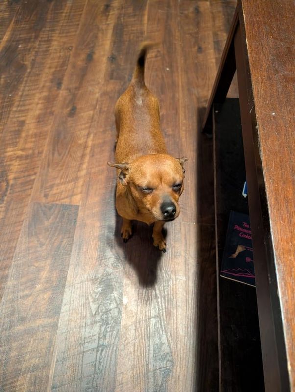 Found Dog in Dallas, Texas — My roommate found a dog