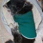 Found Dog in Phoenix, Arizona — Pet euthanasia & cremation