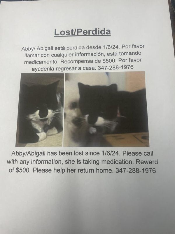 Lost Cat in K — listing photo
