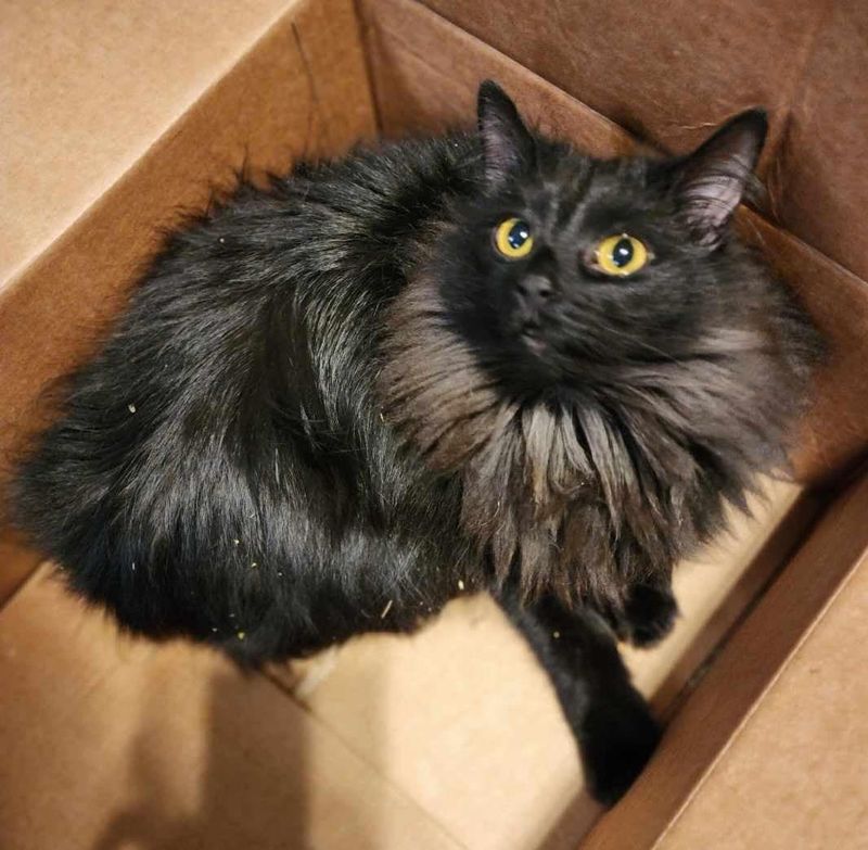 Lost Cat in Pittsburgh, Pennsylvania — listing photo