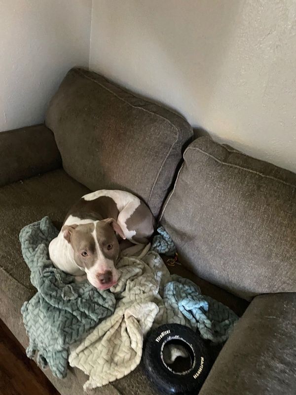 Lost Dog in Murchison — listing photo