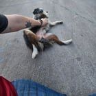 Found Dog in Jacksonville, Florida — listing photo