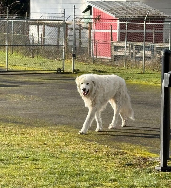 Found Dog in Graham — listing photo