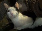 Lost Cat in Philadelphia, Pennsylvania — listing photo