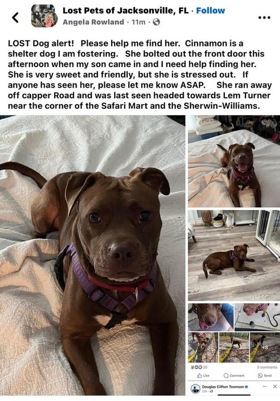 Lost Dog in Jacksonville, Florida — Previously this helped find a lost dog. A dog being fostered through Animal Care and…