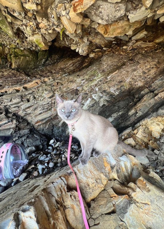 Lost Cat in Upland, California — listing photo