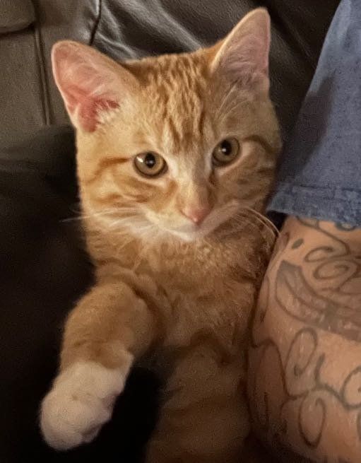 Lost Cat in Centennial, Colorado — listing photo