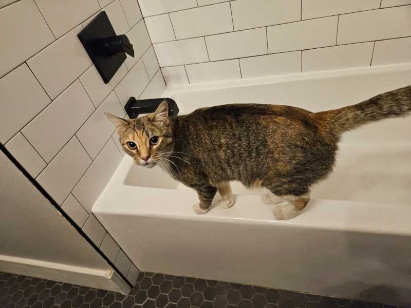 Lost Cat in Englewood — listing photo