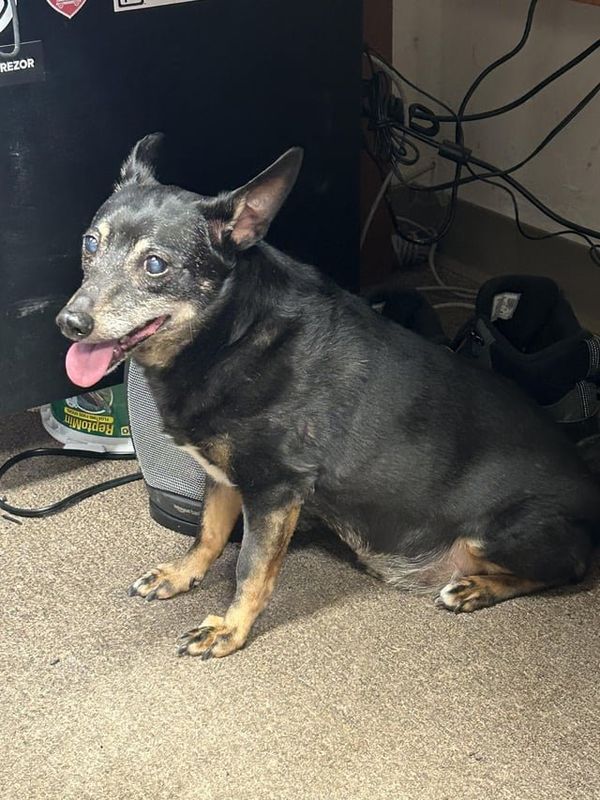 Found Dog in Columbus, Ohio — Hey! My brother found a dog! He’s an old guy. Let me know if you recognize him! He was found at…