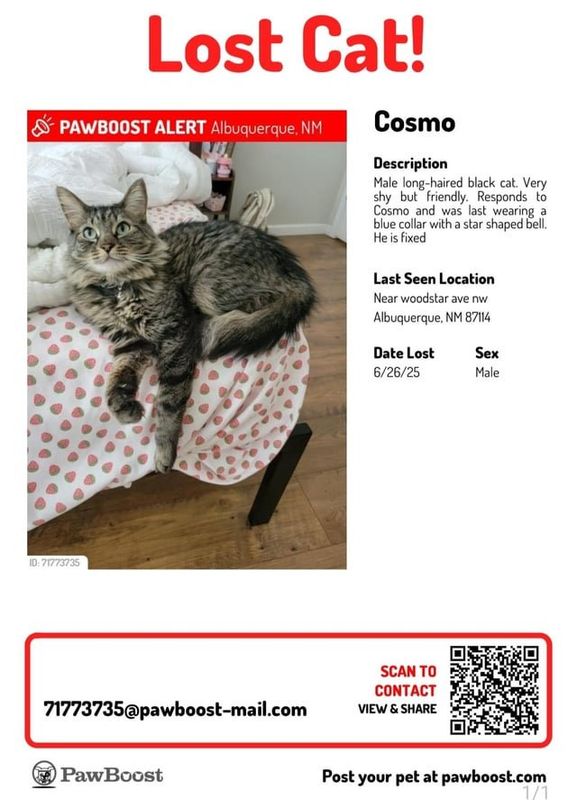 Lost Cat in Albuquerque, New Mexico — listing photo