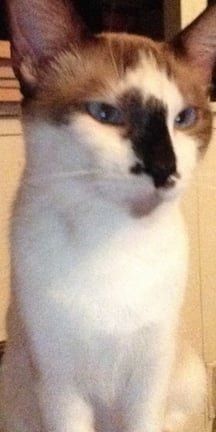 Lost Cat in Ames, Iowa — listing photo