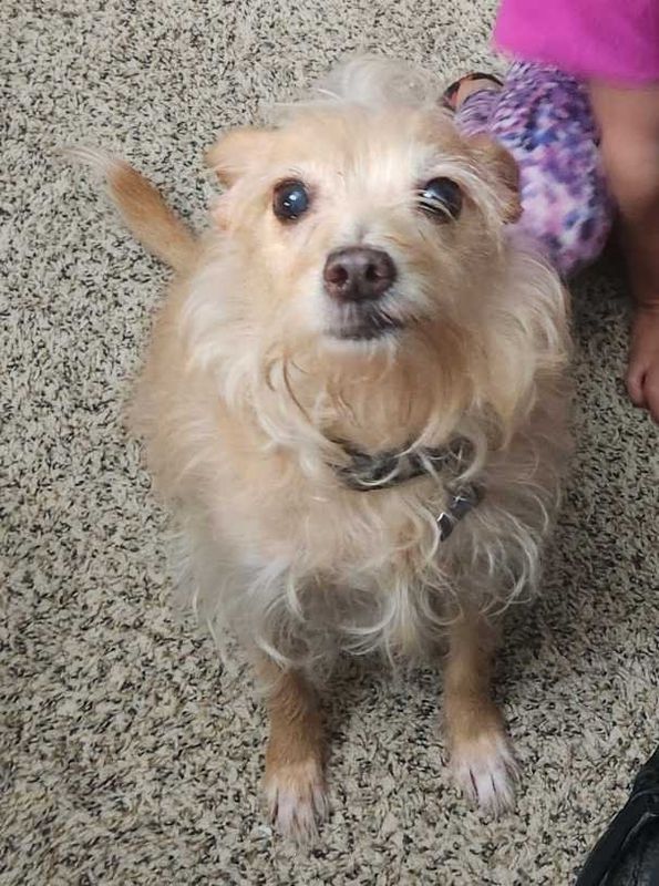Lost Dog in Houston, Texas — listing photo