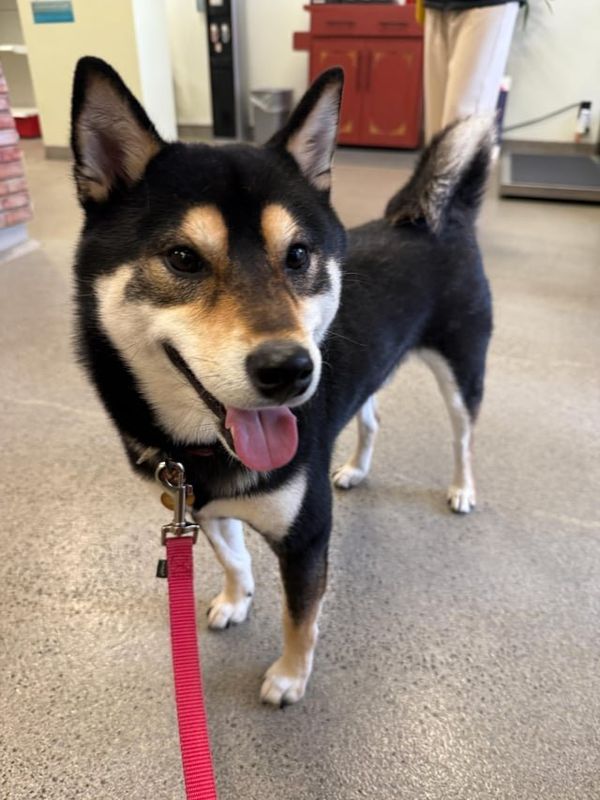 Lost Dog in New York, New York — Please help us find the owner of this lost dog!