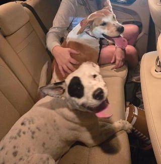 Lost Dog in Norman, Oklahoma — listing photo