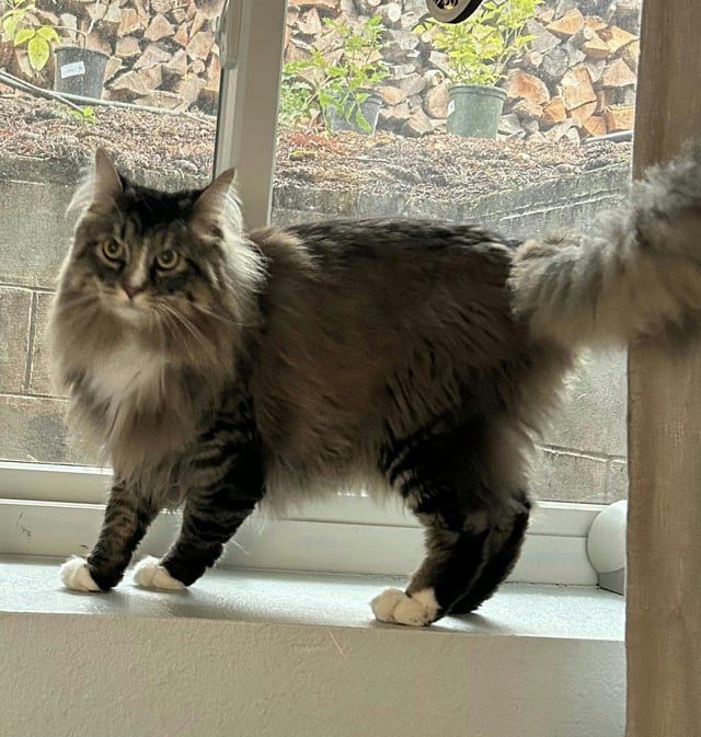 Lost Cat in Hurst, Texas — listing photo