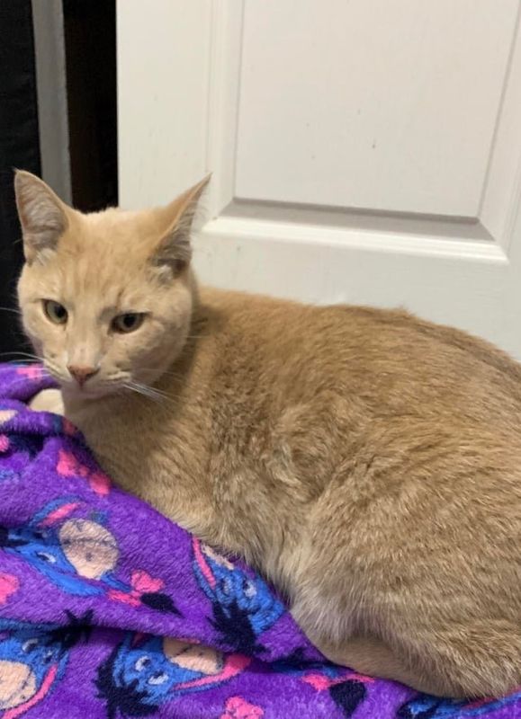 Lost Cat in El Paso, Texas — Our cat Misu disappeared last week and we haven’t seen him since. He’s our best friend and he’s a…