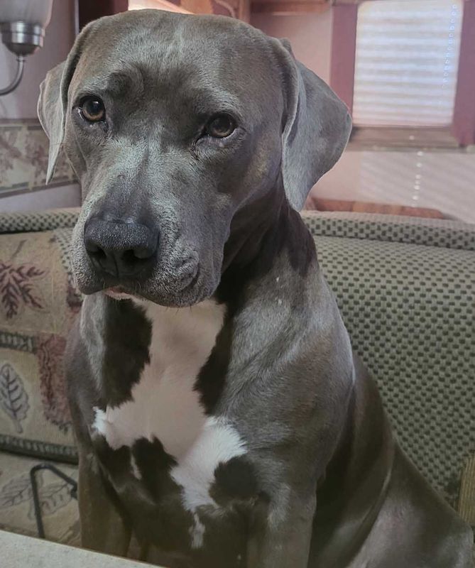 Lost Dog in Earlsboro — listing photo