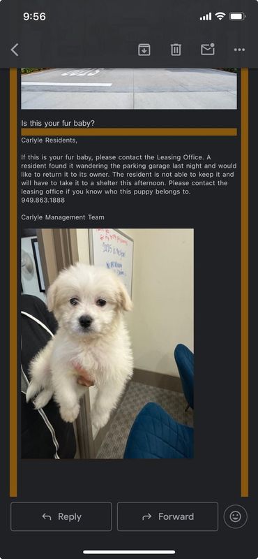 Found Dog in Irvine, California — Is this anyone’s dog?