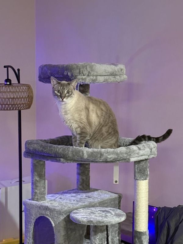 Lost Cat in Denver, Colorado — listing photo