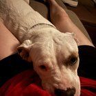 Lost Dog in Albuquerque, New Mexico — i found a lost dog