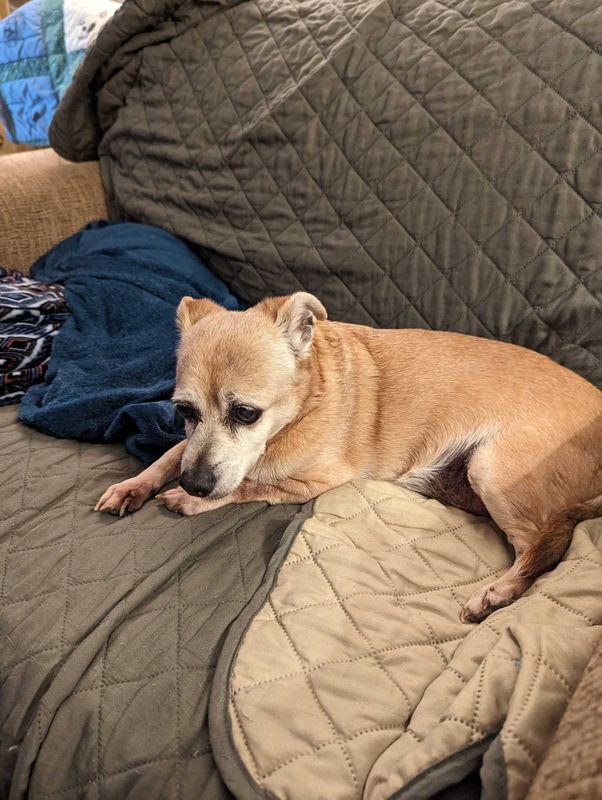 Found Dog in Mesa, Arizona — listing photo