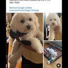 Lost Dog in Chicago, Illinois — Stolen Dog Sold