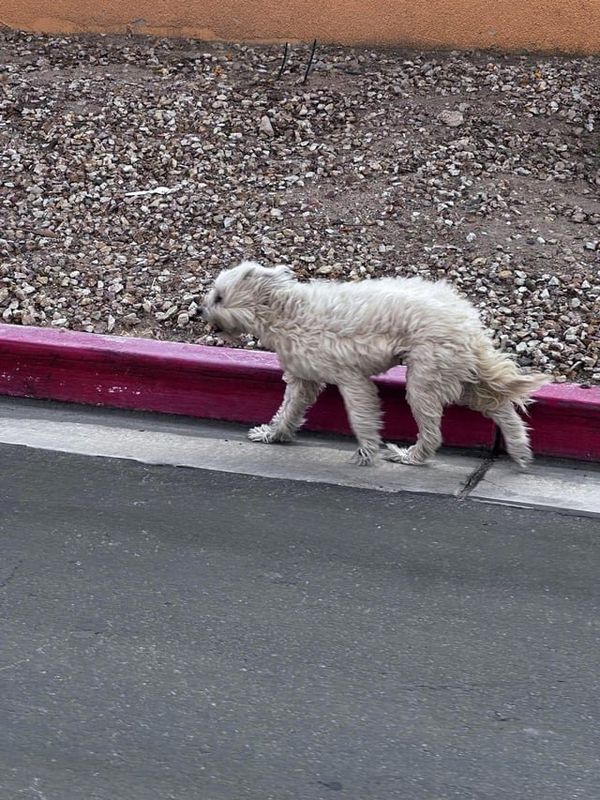 Lost Dog in Las Vegas, Nevada — listing photo