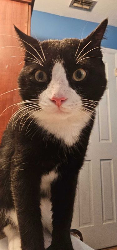 Lost Cat in Orlando, Florida — listing photo