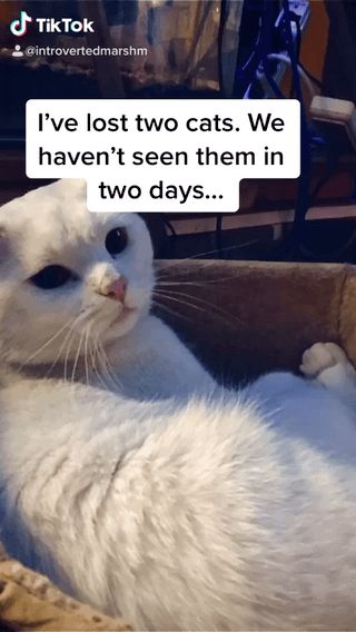 Lost Cat in Ames, Iowa — Two of my cats went missing. I live in Winnipeg Manitoba around the Glenwood area. If you see them…