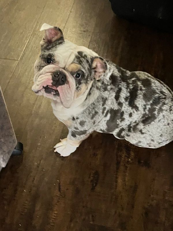 Lost Dog in San Antonio, Texas — listing photo