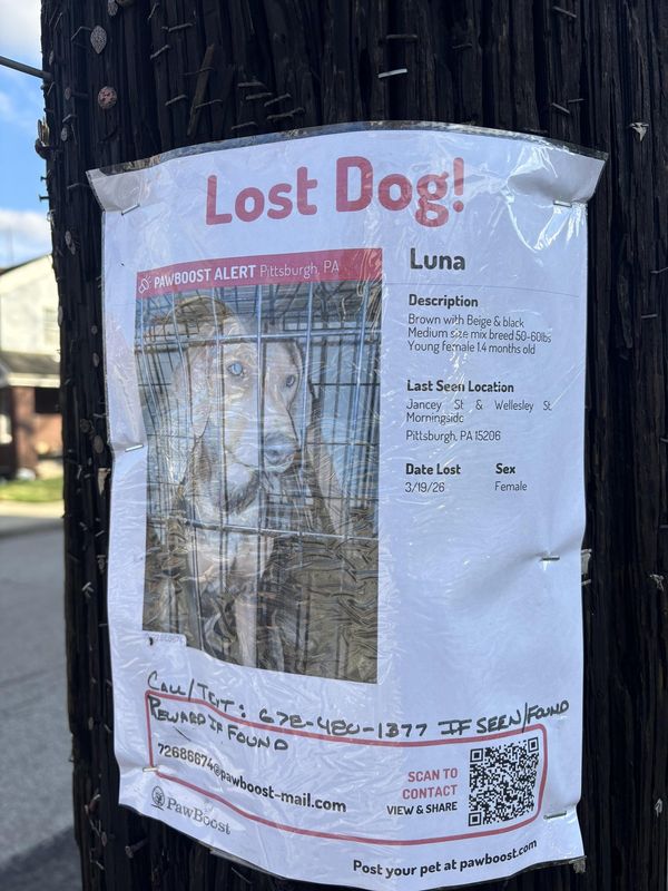 Lost Dog in Pittsburgh, Pennsylvania — listing photo
