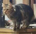 Lost Cat in Normal, Illinois — listing photo