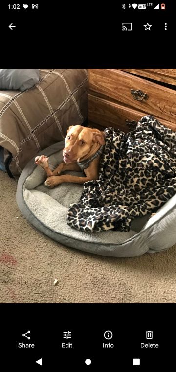 Lost Dog in San Antonio, Texas — listing photo