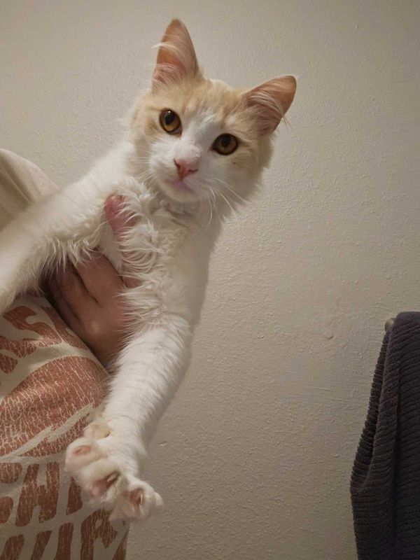 Found Cat in Tulare, California — listing photo