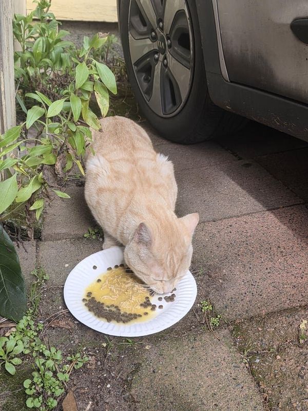 Lost Cat in Seattle, Washington — Lost? Orange Cat