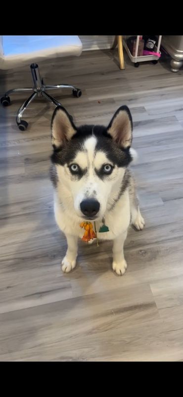 Lost Dog in Denison — listing photo
