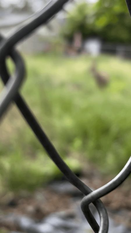 Lost Dog in Spokane, Washington — Update on Backyard Mama deer- did she have a fawn?