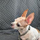 Found Dog in Philadelphia, Pennsylvania — listing photo