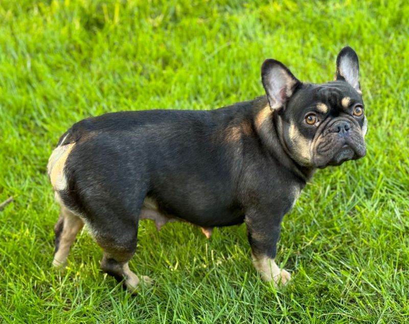 Lost Dog in Gresham, Oregon — listing photo