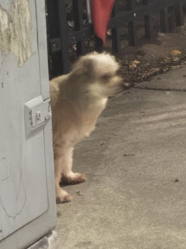 Lost Dog in Boston, Massachusetts — Little dog on the corner of San Juan