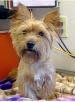 Lost Dog in Sacramento, California — listing photo