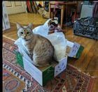 Lost Cat in K — listing photo