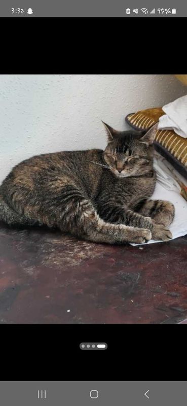 Lost Cat in Houston, Texas — listing photo