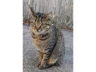 Lost Cat in Evansville, Indiana — Last seen on Margybeth between Boeke and Ruston (Near Pollack) 12/17/25