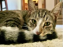 Lost Cat in University Place — listing photo