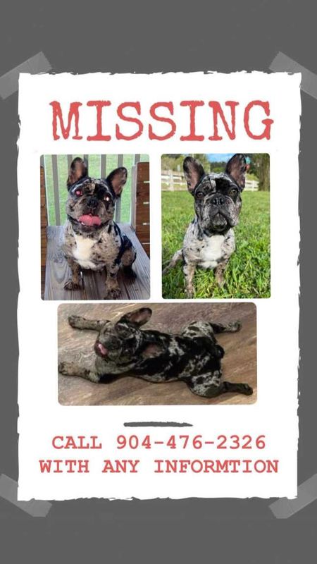 Lost Dog in Jacksonville, North Carolina — listing photo