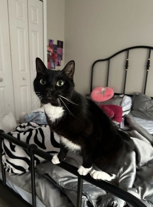 Lost Cat in Davenport, Iowa — listing photo